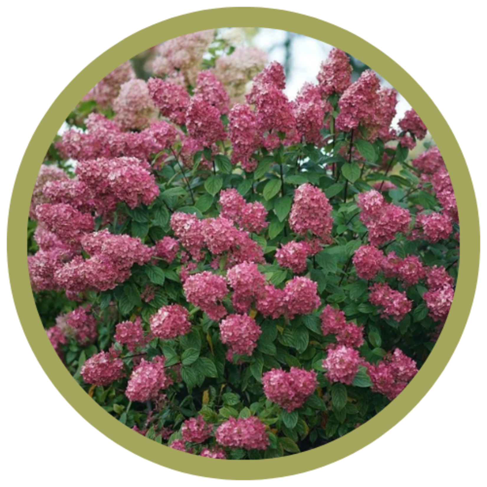 Hydrangea paniculata 'Firelight'
