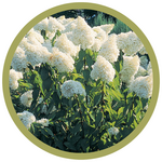Hydrangea paniculata 'Grandiflora'