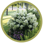 Hydrangea paniculata 'ILVOVO' 'Bobo'