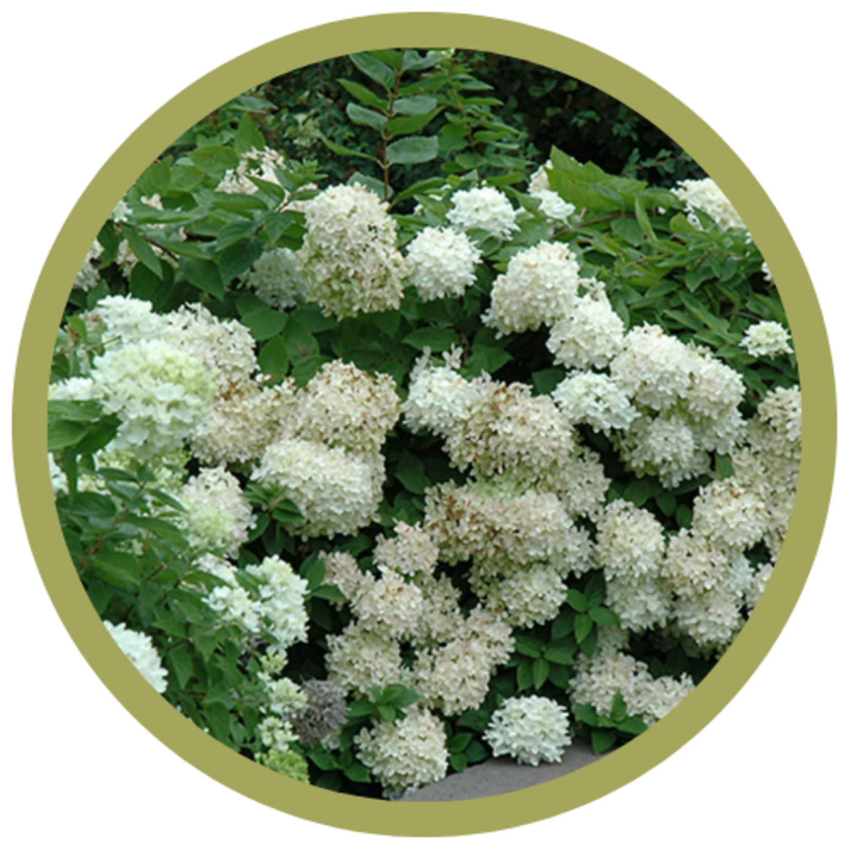 Hydrangea paniculata 'PeeGee'