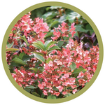 Hydrangea paniculata 'Quick Fire'