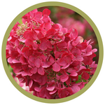 Hydrangea paniculata 'Rendia' Diamond Rouge