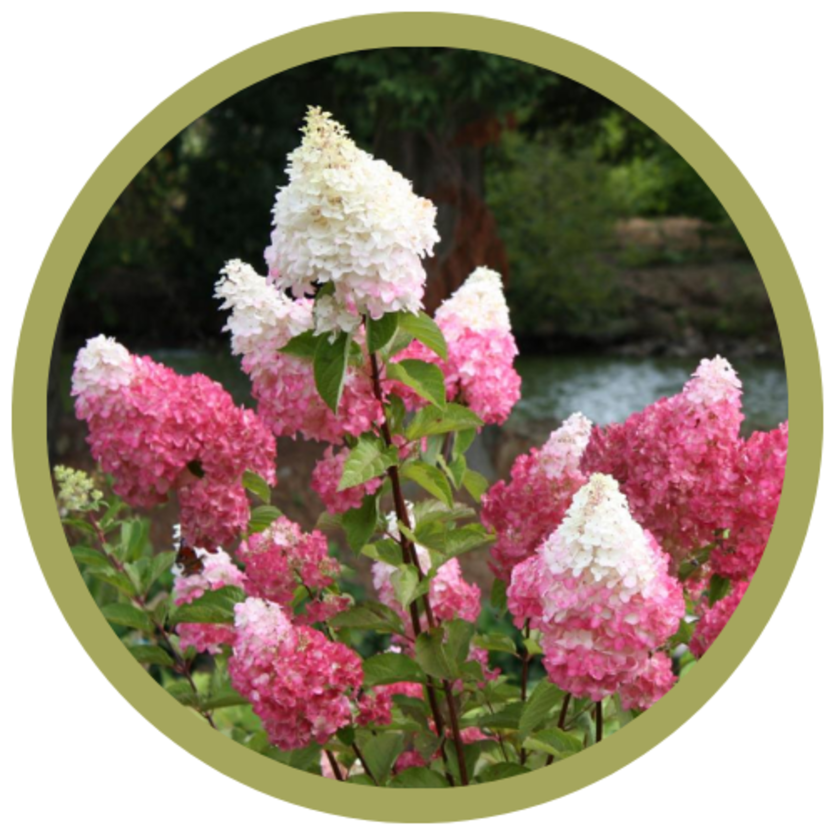 Hydrangea paniculata 'Renhy' Vanilla Strawberry