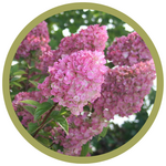 Hydrangea paniculata 'Rensun' Strawberry Sundae