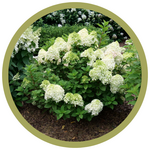 Hydrangea paniculata 'SMNHPH' Little Lime Punch