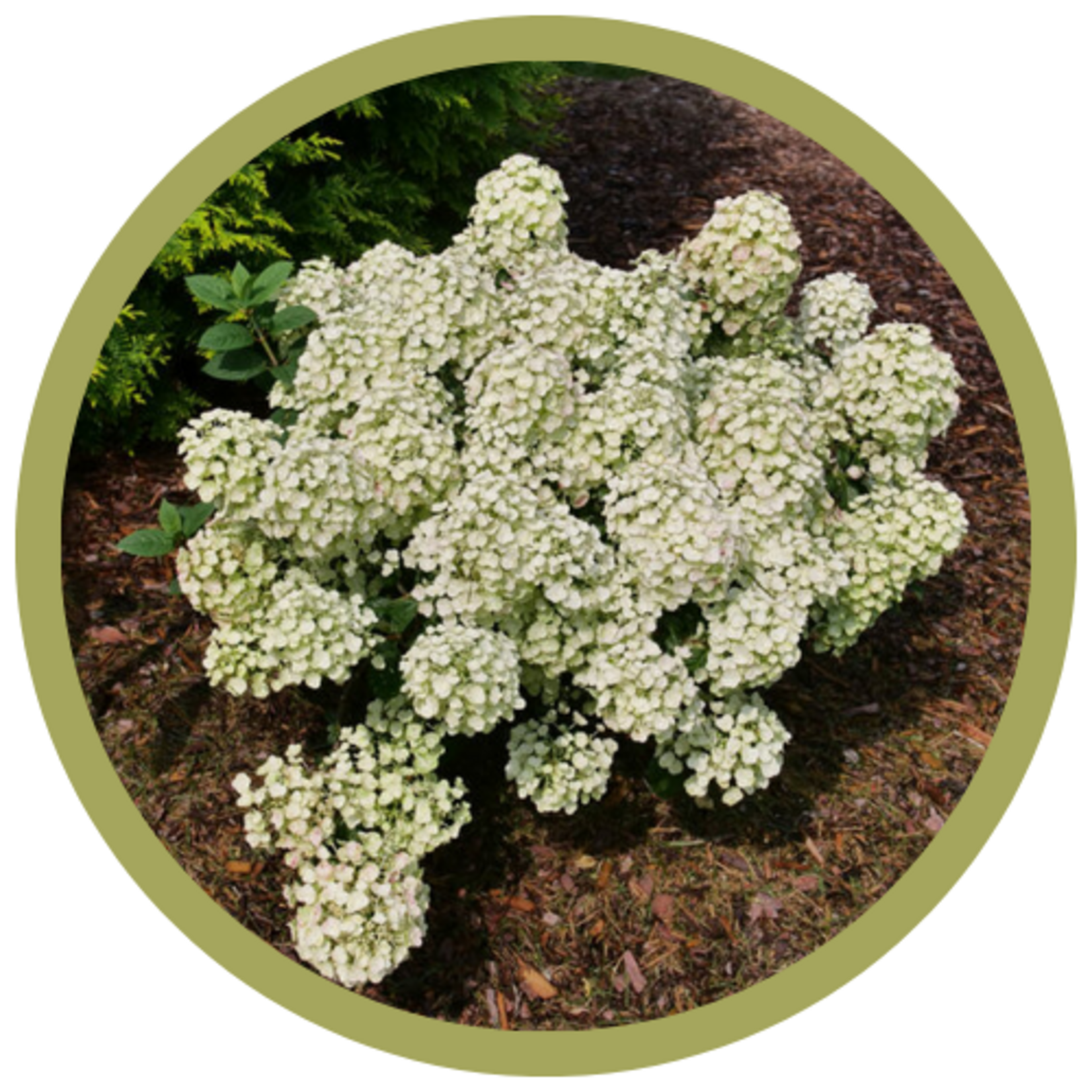 Hydrangea paniculata 'SMNHPSB' Tiny Quick Fire