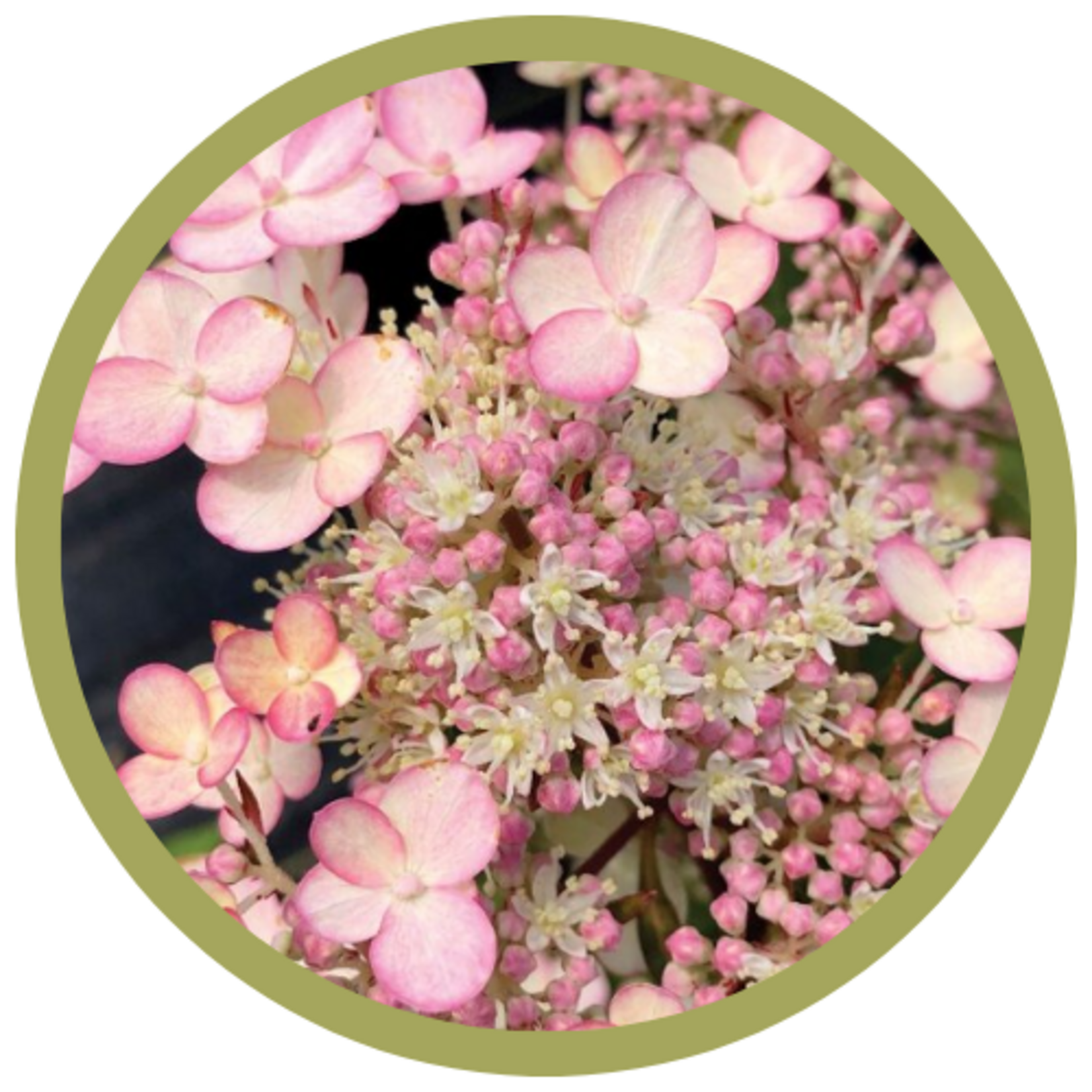 Hydrangea paniculata 'Torch'