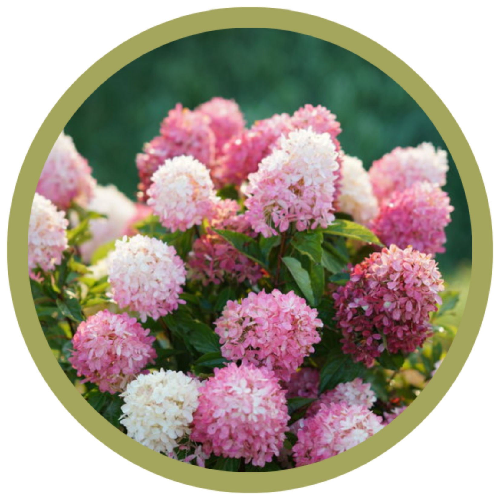 Hydrangea paniculata 'Zinfin Doll'