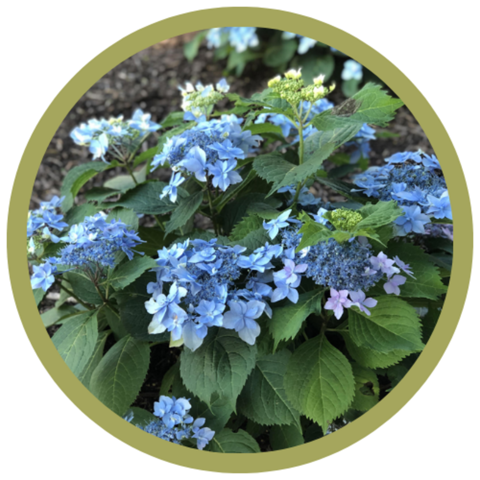 Hydrangea serrata Tuff Stuff 'Ah-Ha' ReBlooming Hydrangea