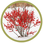 Ilex verticillata 'FARROWBPOP' Berry Poppins Winterberry