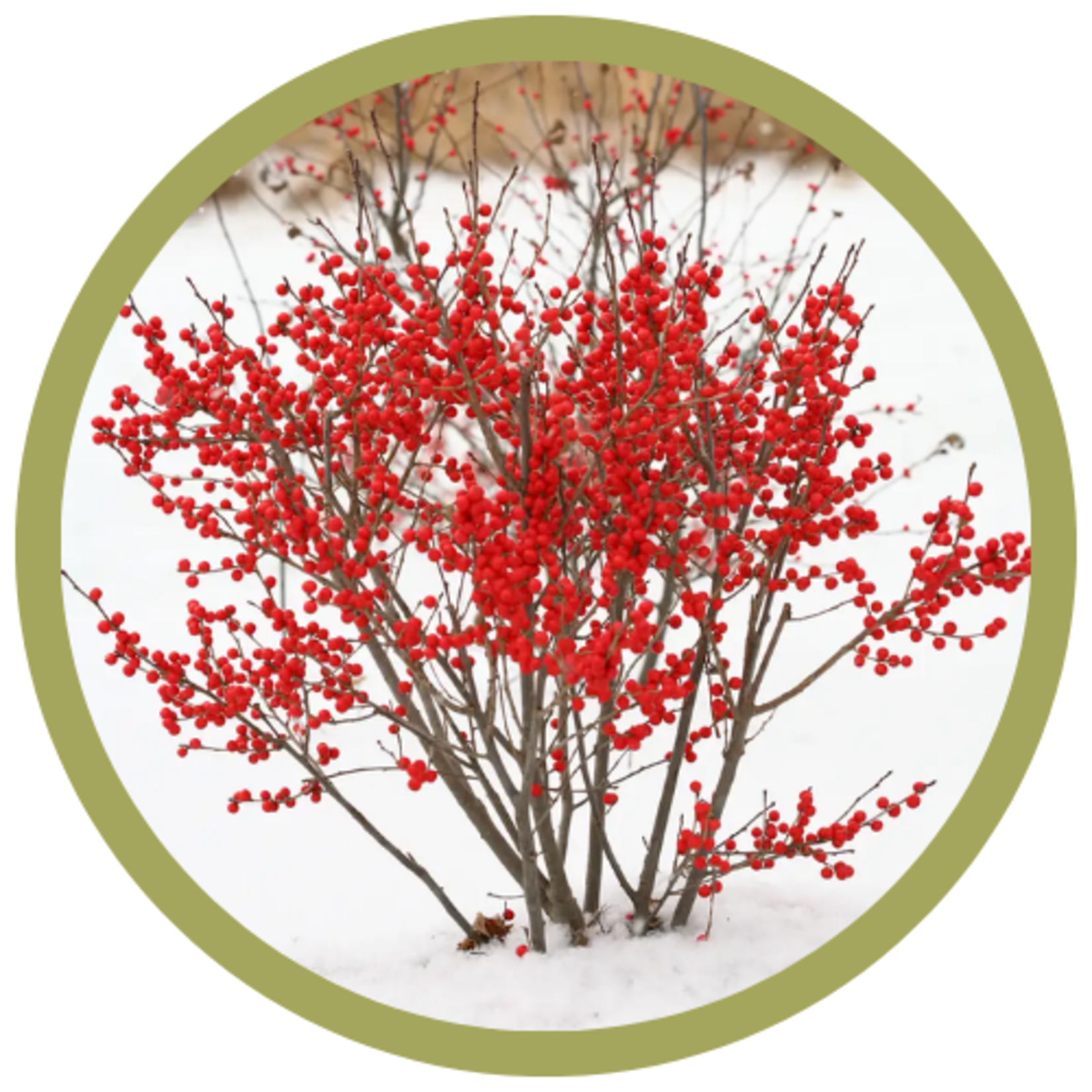 Ilex verticillata 'FARROWBPOP' Berry Poppins Winterberry