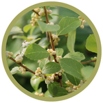 Ilex verticillata 'FARRPWMRP' Mr. Poppins Winterberry