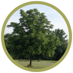 Juglans nigra Black Walnut
