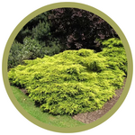 Juniperus chinensis 'Gold Coast' Juniper