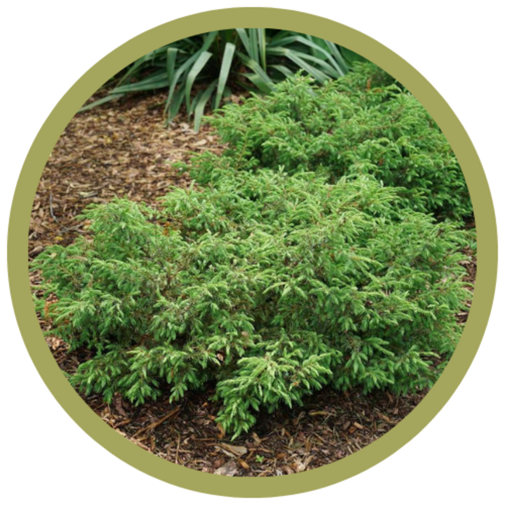 Juniperus communis 'SMNJCB' Tortuga Juniper