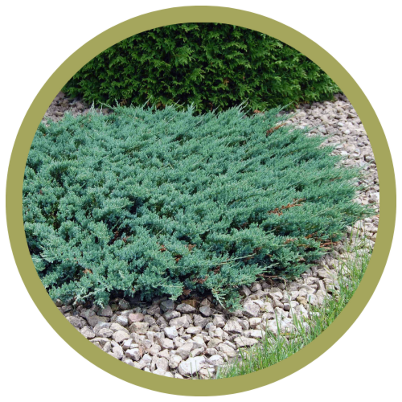 Juniperus horizontalis 'Blue Chip' Juniper
