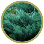 Juniperus horizontalis 'Hughes' Juniper