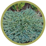 Juniperus horizontalis 'Icee Blue' Juniper