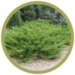 Juniperus sabina 'Arcadia' Juniper