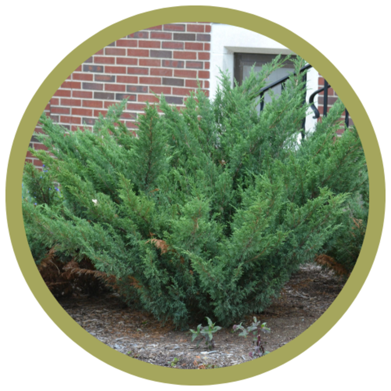 Juniperus sabina 'Blaue Donau' Blue Danube Juniper