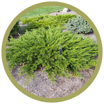 Juniperus sabina 'Monna' Calgary Carpet Juniper
