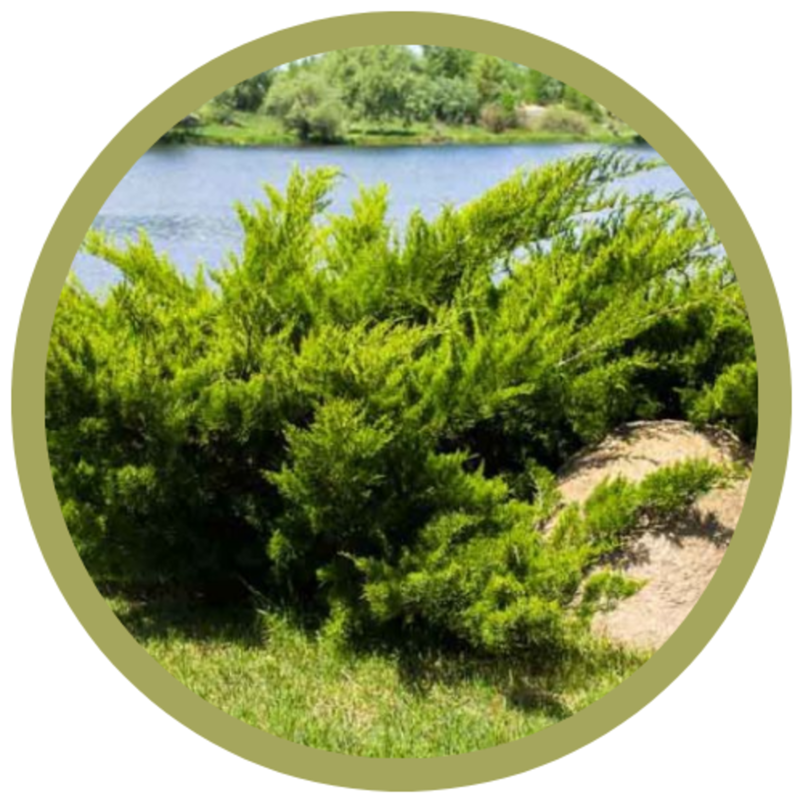 Juniperus sabina 'Savin' Juniper