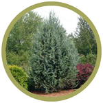 Juniperus scopulorum 'Blue Heaven' Juniper