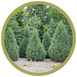 Juniperus scopulorum 'Medora' Juniper