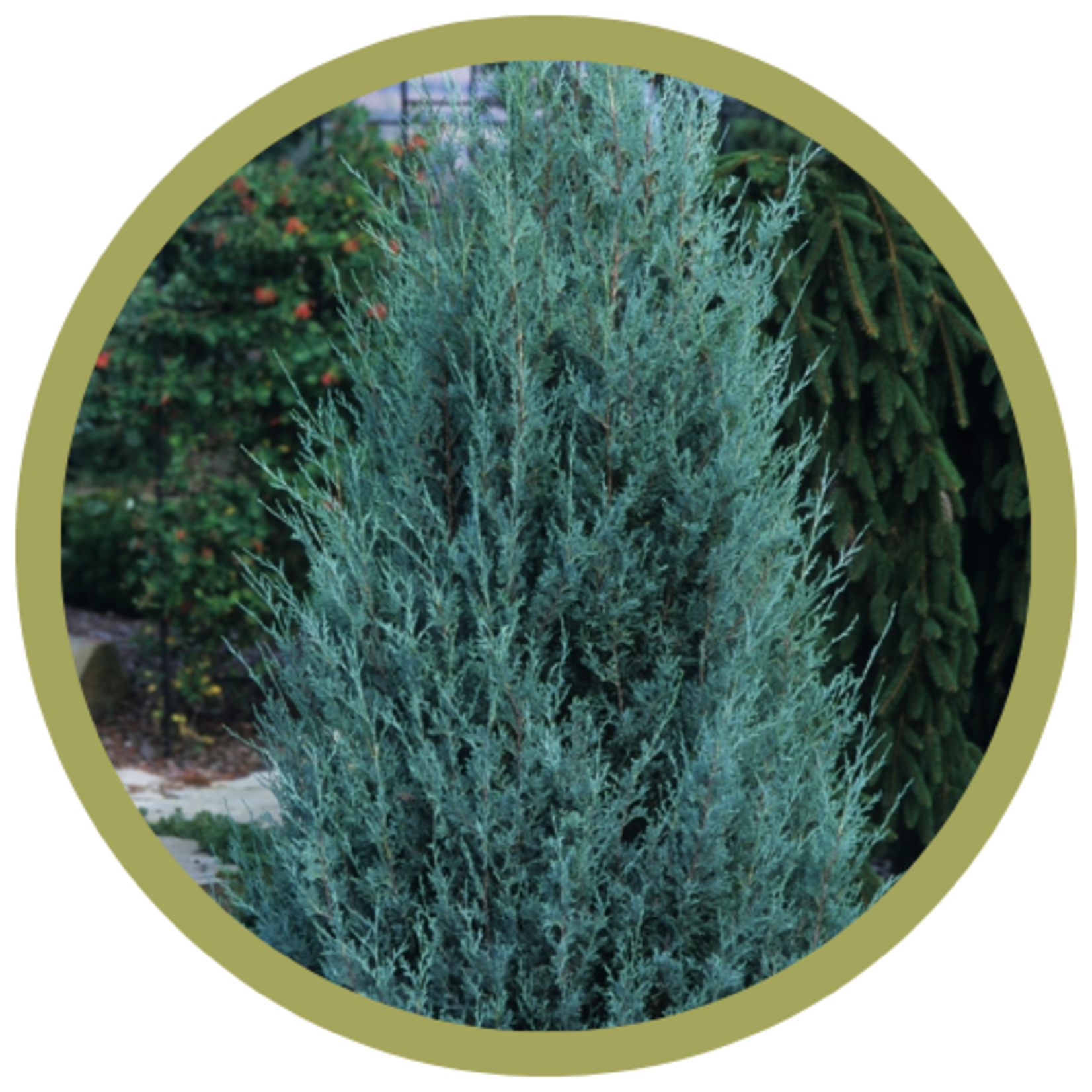 Juniperus scopulorum 'Wichita Blue' Juniper