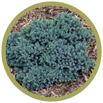 Juniperus squamata 'Blue Star' Juniper