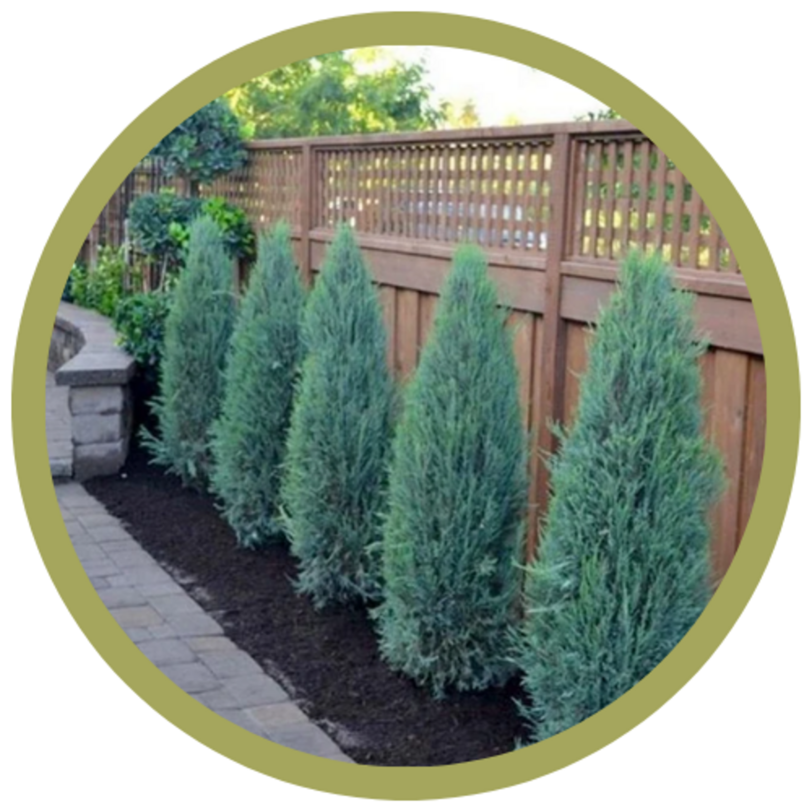 Juniperus virginiana 'Blue Arrow' Juniper
