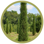 Juniperus virginiana 'Taylor' Juniper