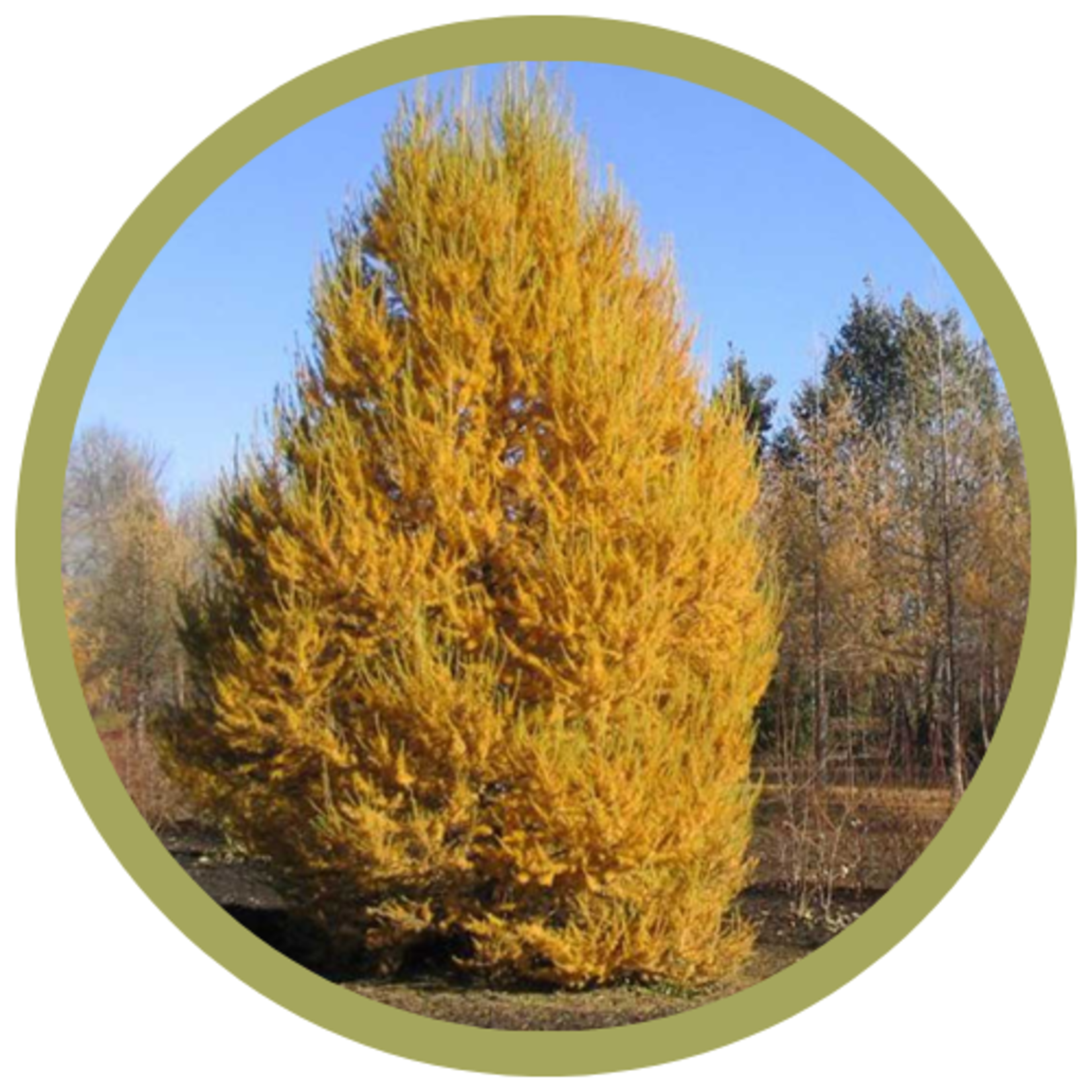 Larix sibirica Siberian Larch