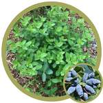 Lonicera caerulea 'Aurora' Haskap (Honeysuckle)