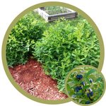 Lonicera caerulea 'Aurora/Borealis' Haskap (Honeysuckle)