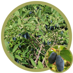 Lonicera caerulea 'Boreal Beast' Haskap (Honeysuckle)