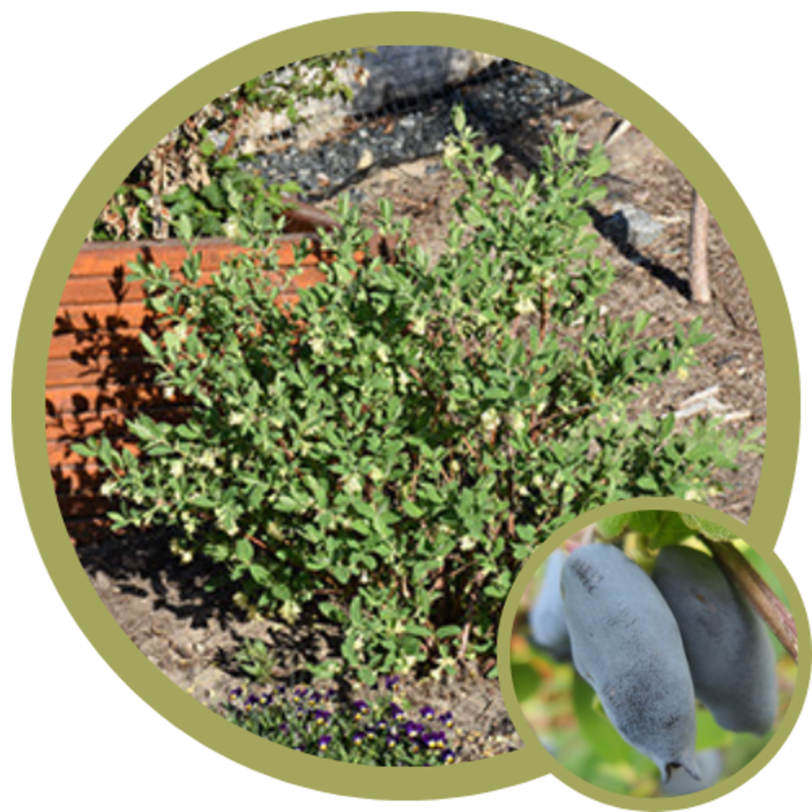 Lonicera caerulea 'Boreal Blizzard' Haskap (Honeysuckle)