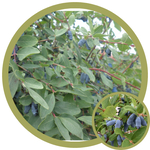 Lonicera caerulea 'Combination' Haskap (Honeysuckle)