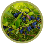 Lonicera caerulea 'Honey Bee' Haskap (Honeysuckle)