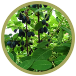 Lonicera caerulea 'Indigo Gem' Haskap (Honeysuckle)
