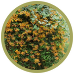 Lonicera caerulea 'Mandarin' Haskap (Honeysuckle)