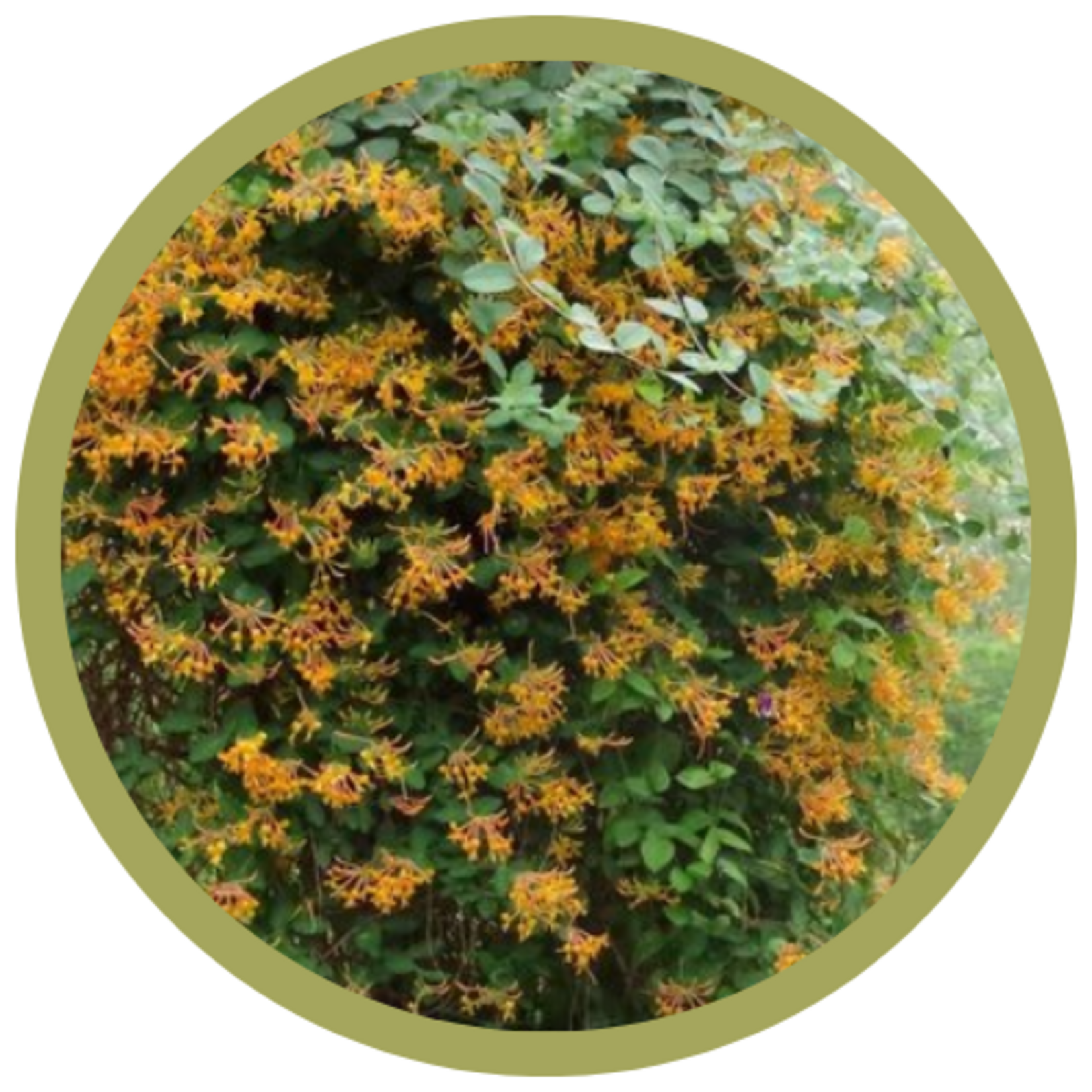 Lonicera caerulea 'Mandarin' Haskap (Honeysuckle)