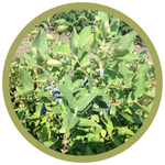 Lonicera caerulea 'Polar Jewel' Haskap (Honeysuckle)