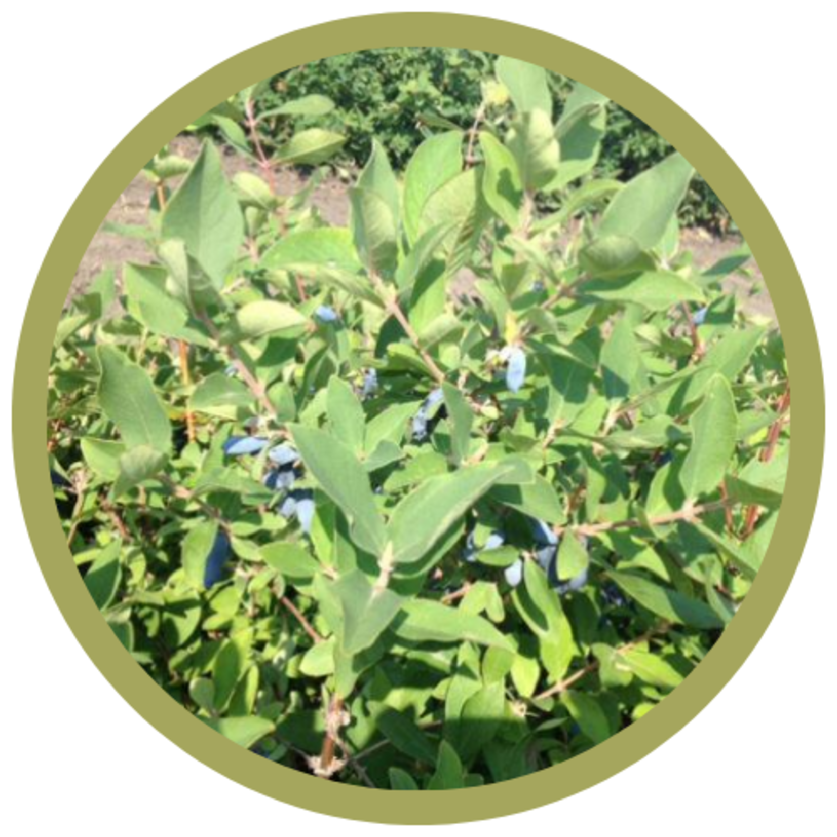 Lonicera caerulea 'Polar Jewel' Haskap (Honeysuckle)