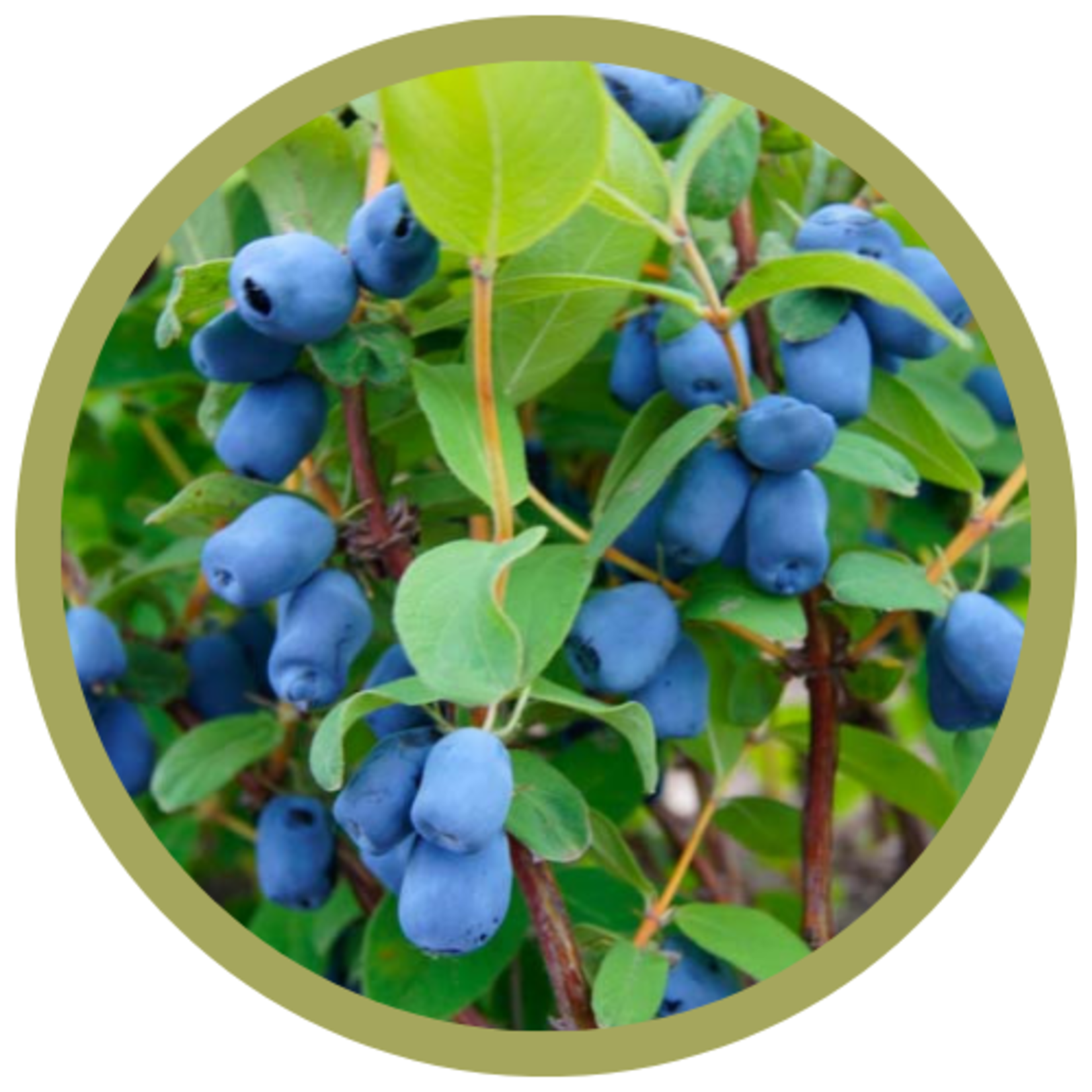 Lonicera caerulea 'Tundra' Haskap (Honeysuckle)