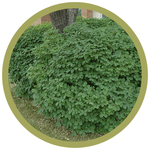 Lonicera x xylosteoides 'Miniglobe' Haskap (Honeysuckle)