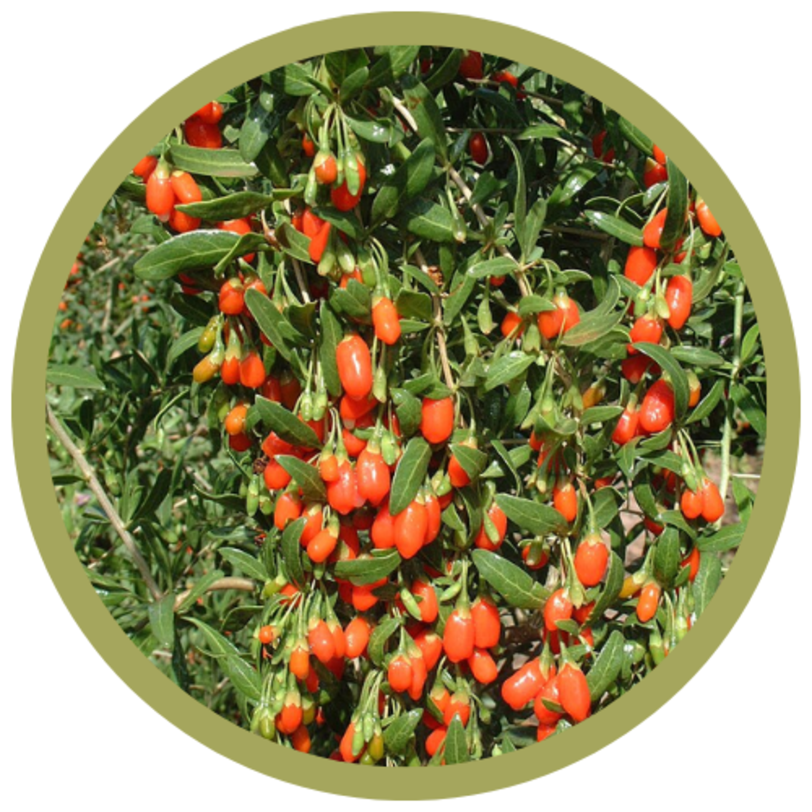 Lycium barbarum Goji Berry