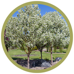 Malus baccata 'Spring Snow' Flowering Crabapple CVI
