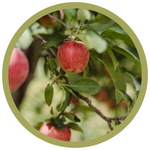 Malus domestica 'Borkh' Winter Cheeks Apple