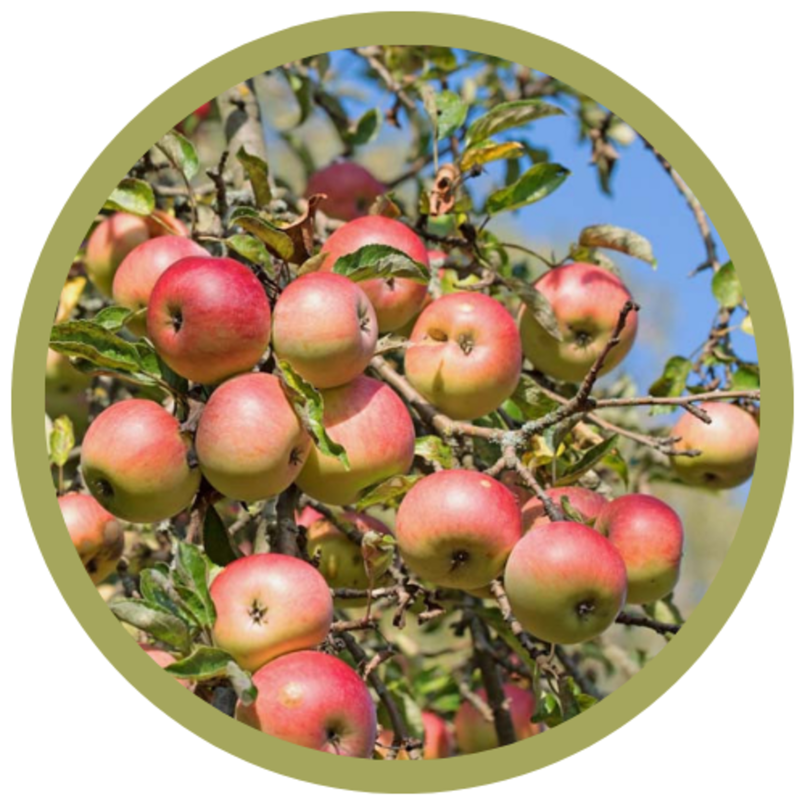 Malus domestica 'Combination' Apple